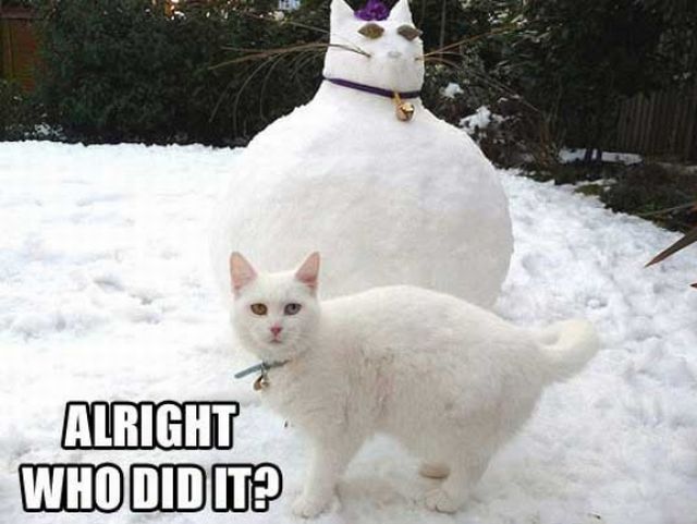 white cat fun - Alright Who Did It