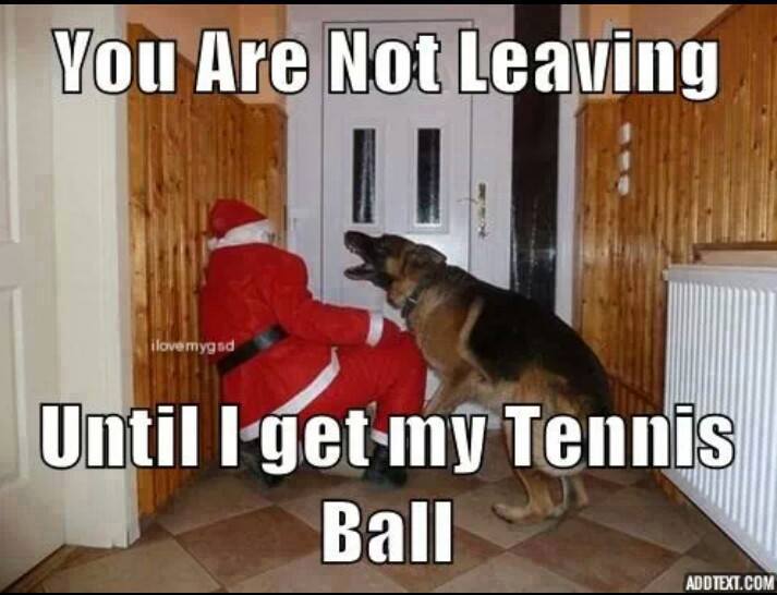 german shepherd christmas funny - You Are Not Leaving ilovemyg sd Until I get my Tennis Ball Add Text.Com