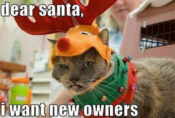 christmas cat funny - dear santa, i want new owners