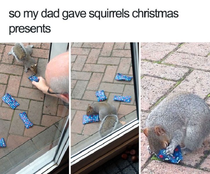 christmas animal memes 2019 - so my dad gave squirrels christmas presents