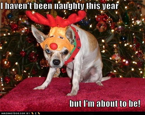 funny christmas dog memes - I haven't been naughty this year but I'm about to be! Thasahotdog.Com By $$$