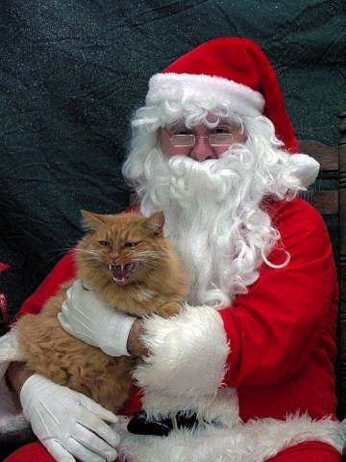 cats with santa