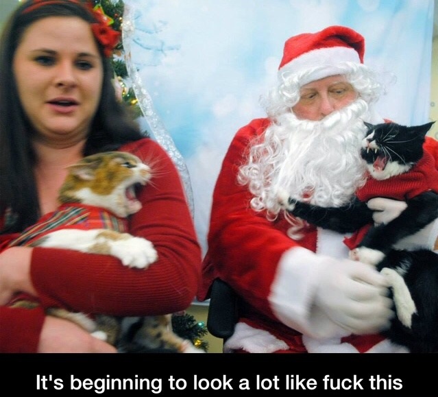 cats with santa - It's beginning to look a lot fuck this