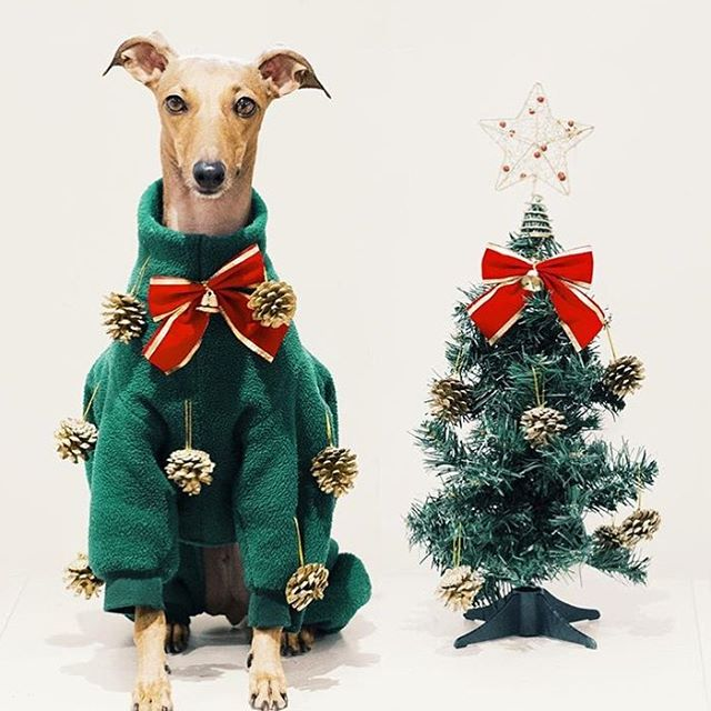 italian greyhound christmas