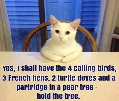 cattitude meme - Yes, I shall have the 4 calling birds, 3 French hens, 2 turtle doves and a partridge in a pear tree hold the tree.