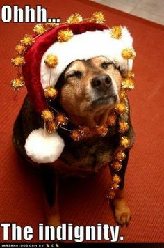 funny dog christmas - Ohhh The indignity.