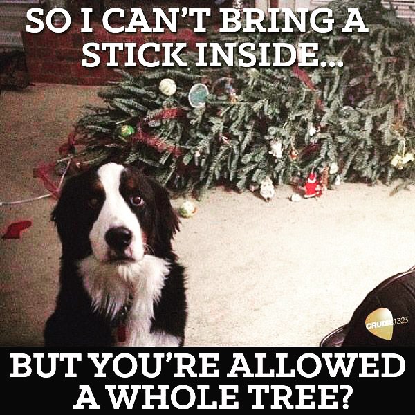 dog christmas tree meme - So I Can'T Bring A Stick Inside.. Cruise 1323 But You'Re Allowed A Whole Tree?