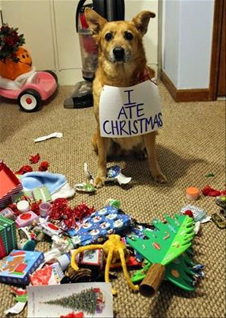 christmas dog shaming - Christmas
