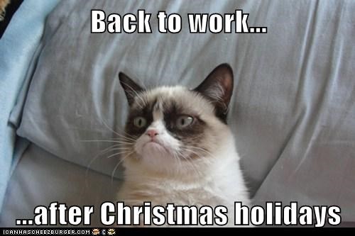 cat pay me meme - Back to work... ...after Christmas holidays Tanhascheezburger.Com