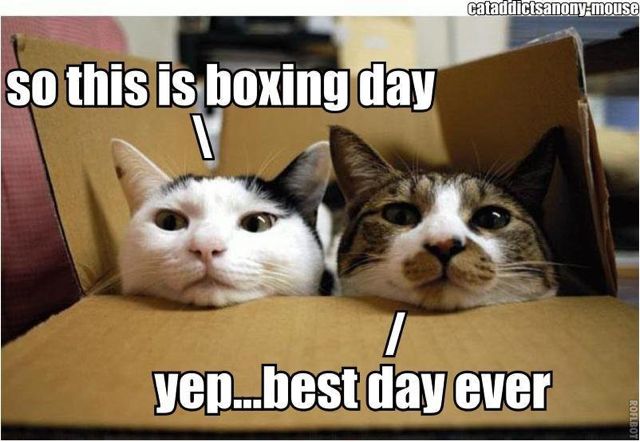 funny animals sayings - cataddictsanonymouse so this is boxing day yep....best day ever LB1103