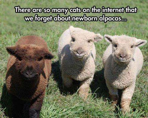 alpaca babies - There are so many cats on the internet that we forget about newborn alpacas...