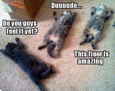 cat drug memes - Duuuude... Do you guys feel liyet? This floor is amazing