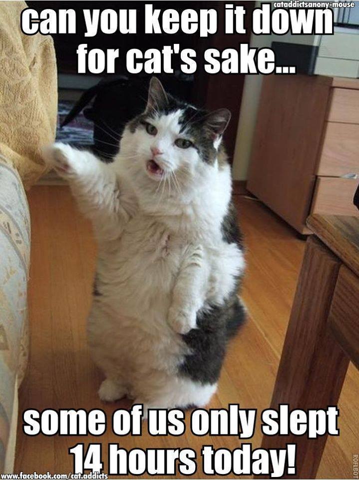 can you keep it down meme - cataddictsanonymouse can you keep it down for cat's sake... some of us only slept 14 hours today! Roflbot