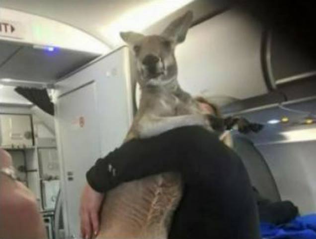 kangaroo on plane - It