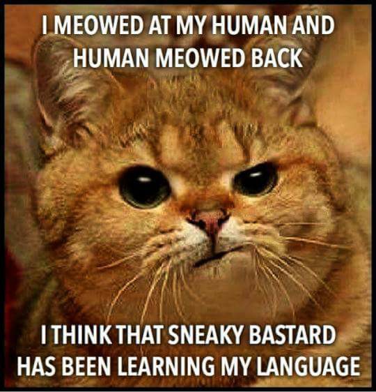 suspicious cat - I Meowed At My Human And Human Meowed Back I Think That Sneaky Bastard Has Been Learning My Language