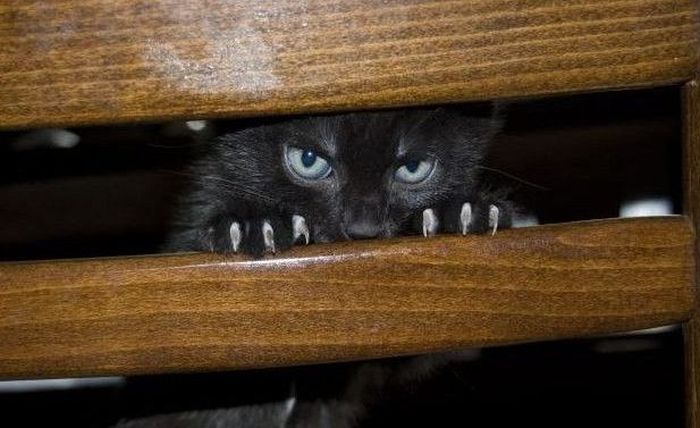 sneaky cat