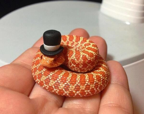 snake with top hat