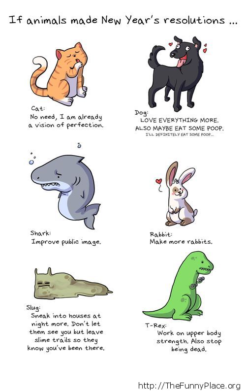 new years funny - If animals made New Year's resolutions ... Cat No need, I am already a vision of perfection. Dog Love Everything More. Also Maybe Eat Some Poop. I'Ll Definitely Eat Some Poop Shark Improve public image. Rabbit; Make more rabbits. Slug Sn