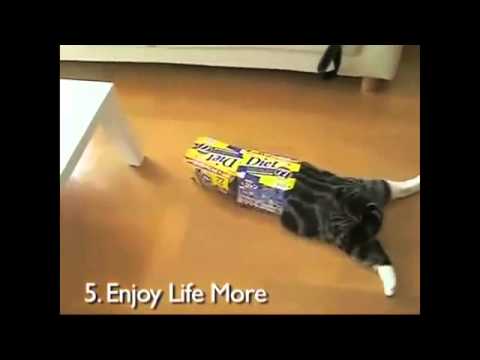 funny cat new year - 5. Enjoy Life More