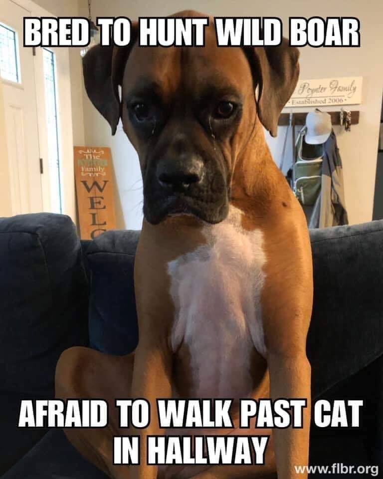 dog bred to hunt wild boar boxer meme - Bred To Hunt Wild Boar Powder Family blished 200 Afraid To Walk Past Cat In Hallway