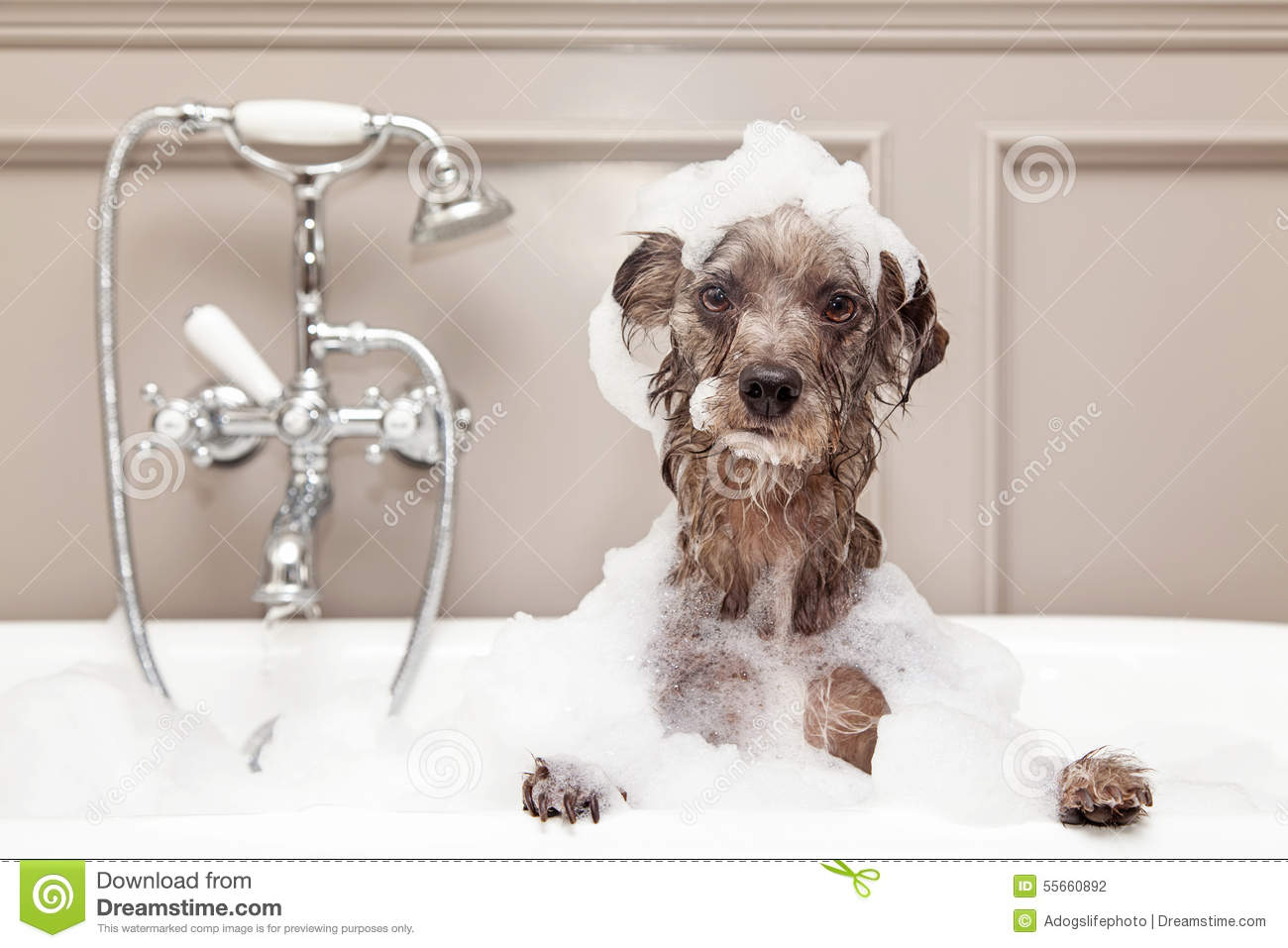 dog bath - Msu dreantime dreamstime Id 55660892 Download from Dreamstime.com This watermarked comp image is for previewing purposes only. Adogslifephoto Dreamstime.com