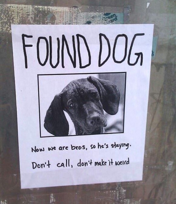 funny dog memes - Found Dog Now we are bros, so he's staying. Don't call, don't make it weird