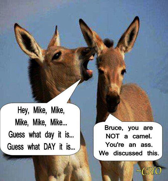 hump day funny - Hey, Mike, Mike, Mike, Mike, Mike... Guess what day it is... Guess what Day it is... Bruce, you are Not a camel. You're an ass. We discussed this.