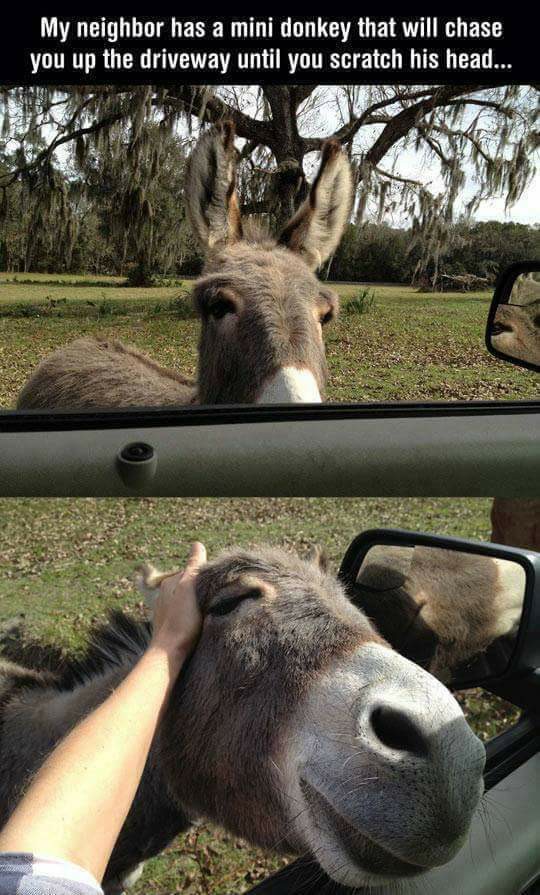 friendly donkey - My neighbor has a mini donkey that will chase you up the driveway until you scratch his head...