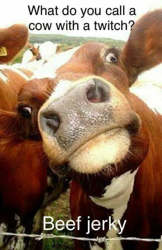funny farm animals - What do you call a cow with a twitch? Beef jerky