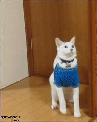 cat in clothes gif