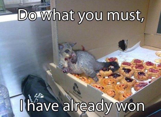 do what you must i have already won possum - Do what you must, I have already won