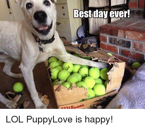 memes for best day ever - Best day ever! Lol PuppyLove is happy!