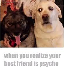 funny dog - when you realize your best friend is psycho
