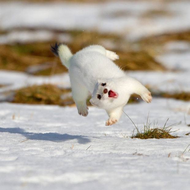 snow ferret
