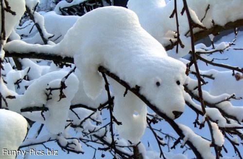 snow bear - FunnyPics.biz