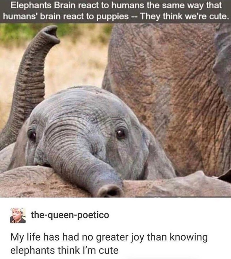 elephants think humans are cute - Elephants Brain react to humans the same way that humans' brain react to puppies They think we're cute. thequeenpoetico My life has had no greater joy than knowing elephants think I'm cute