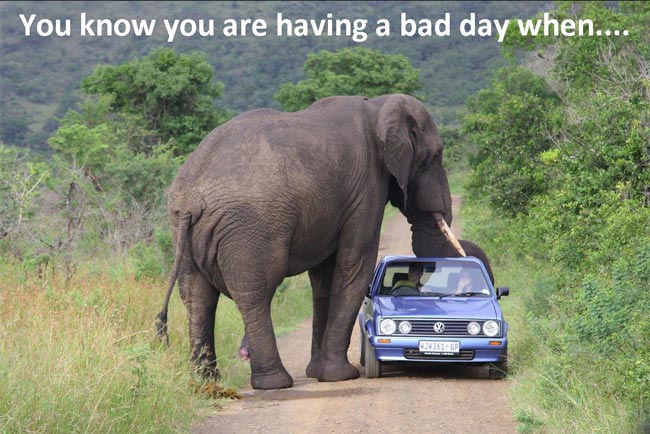 south africa wild animals - You know you are having a bad day when....