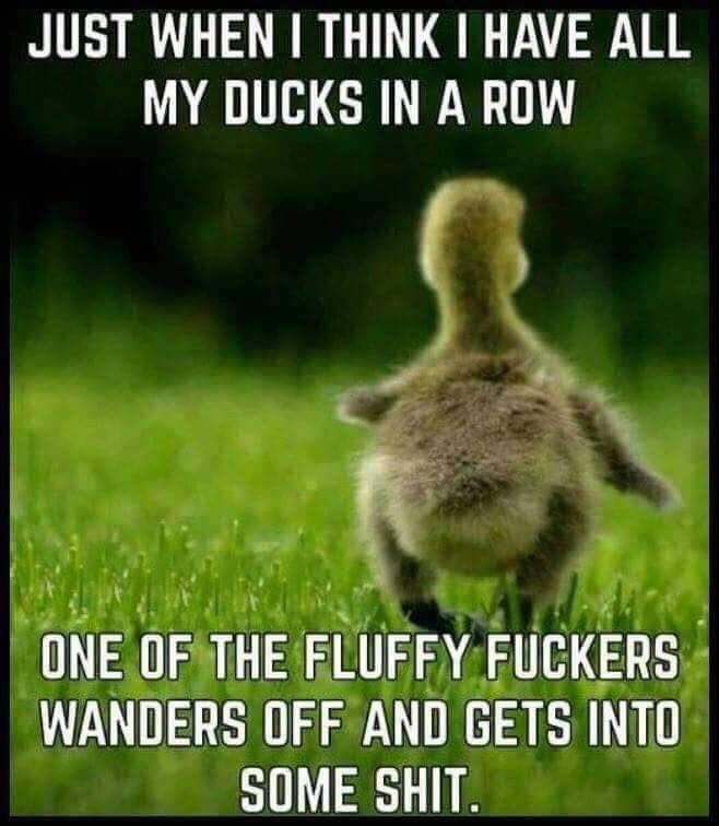 just when i think i have all my ducks in a row - Just When I Think I Have All My Ducks In A Row One Of The Fluffy Fuckers Wanders Off And Gets Into Some Shit.