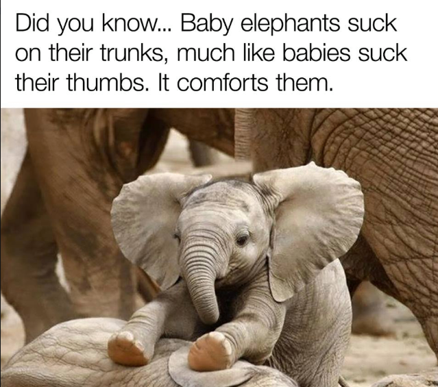 Did you know... Baby elephants suck on their trunks, much babies suck their thumbs. It comforts them.