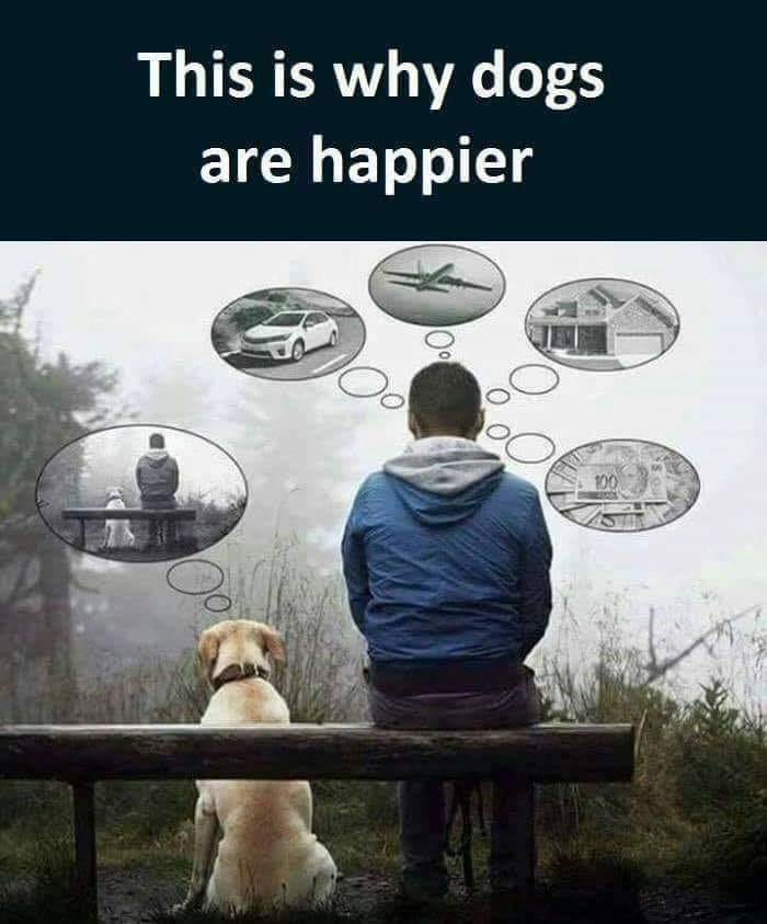 dogs are happier - This is why dogs are happier