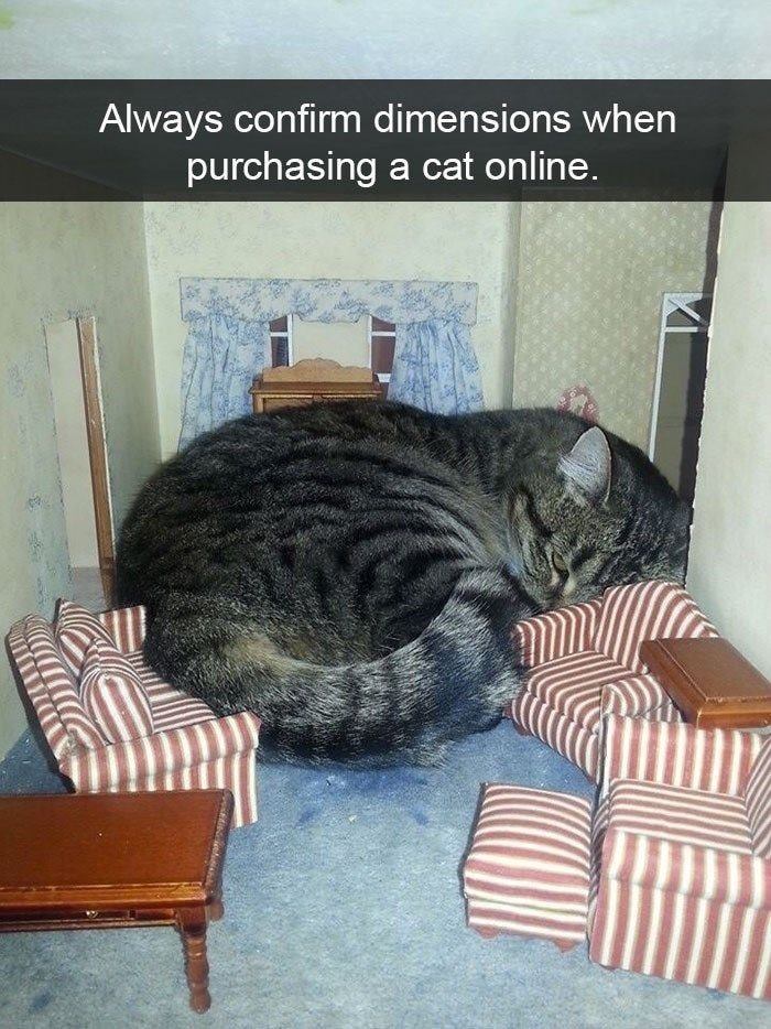 funny cat snapchats - Always confirm dimensions when purchasing a cat online.