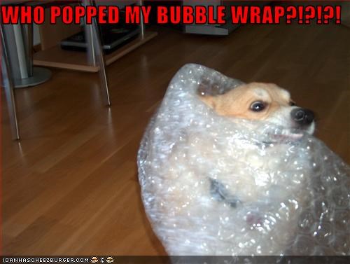 if it fits it ships - Who Popped My Bubble Wrap?!?!?! Iganhascheezburger.Com Ics