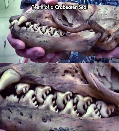 crabeater seal teeth - Teeth of a Crabeater Seal