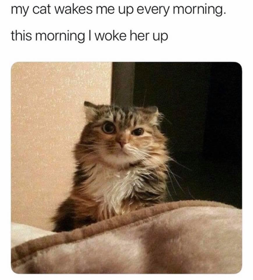 cat waking up meme - my cat wakes me up every morning. this morning I woke her up