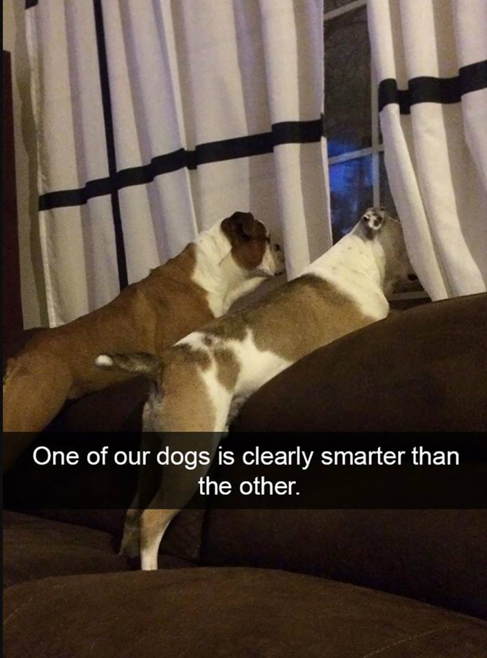 one of our dogs is clearly smarter - One of our dogs is clearly smarter than the other.