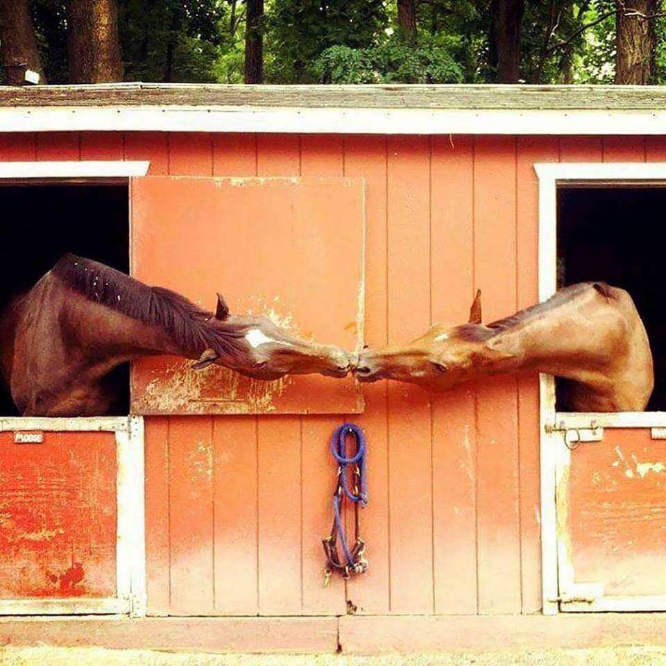 stable relationship horse -