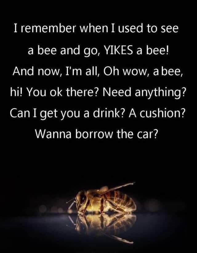 Bee - 'I remember when I used to see a bee and go, Yikes a bee! And now, I'm all, Oh wow, a bee, hi! You ok there? Need anything? Can I get you a drink? A cushion? Wanna borrow the car?