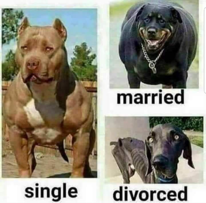 single married divorced - married single divorced