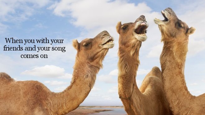 camels laughing - When you with your friends and your song comes on