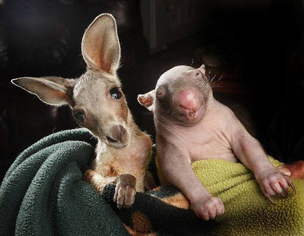 baby wombat and kangaroo